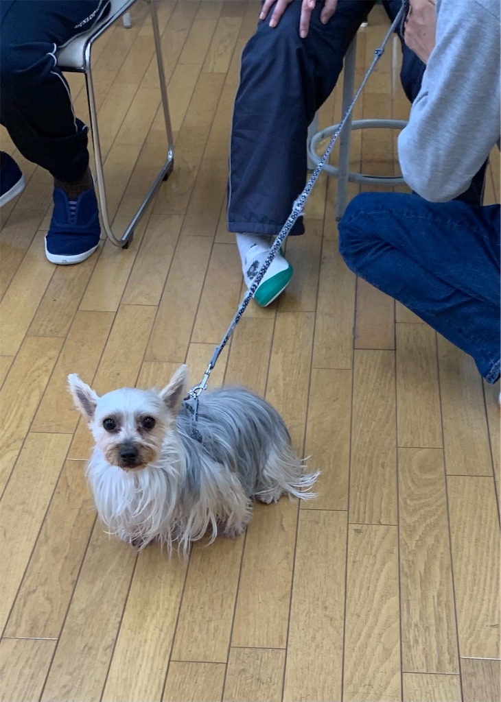 f:id:sakaivet2019:20210326145249j:image