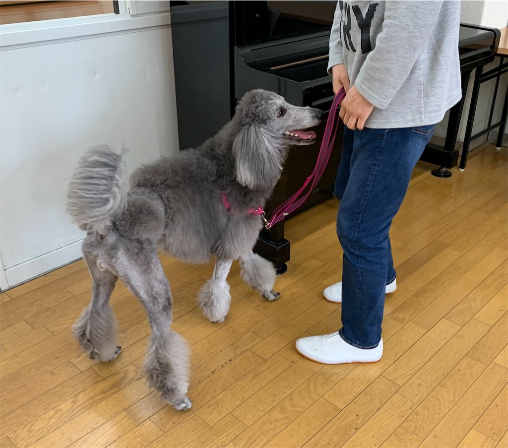f:id:sakaivet2019:20210326145257j:image