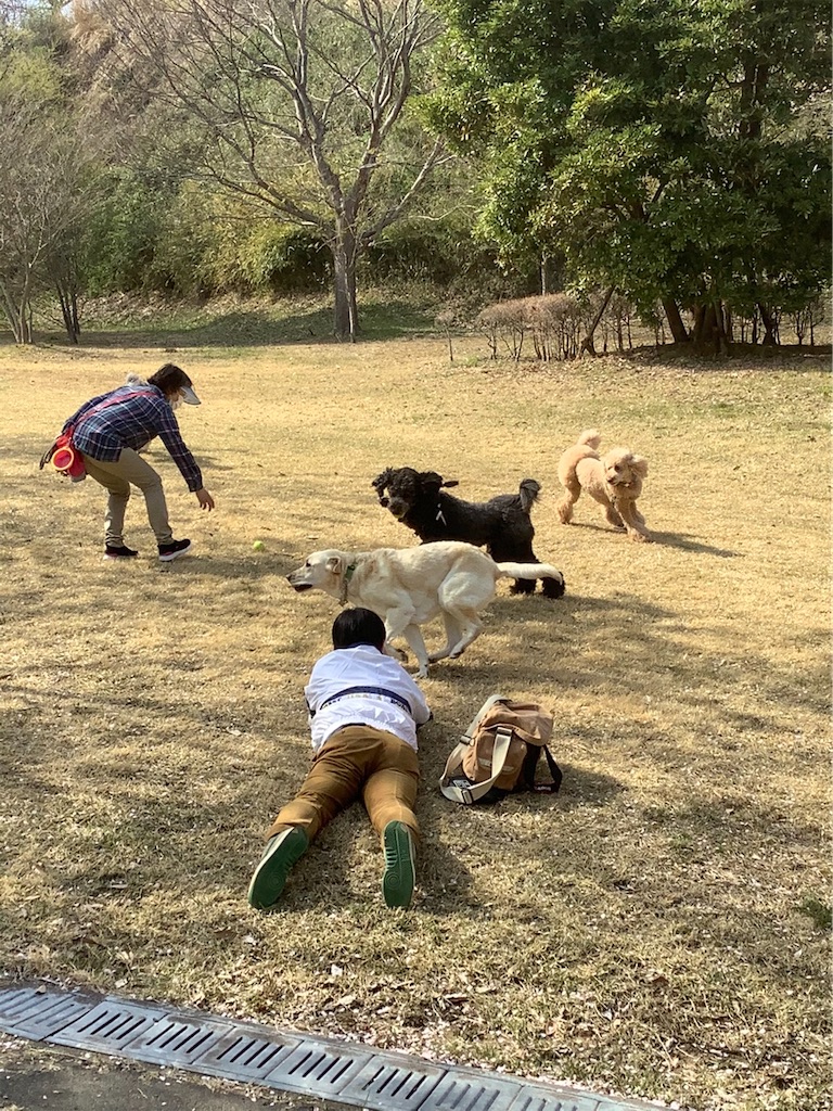f:id:sakaivet2019:20210402194622j:image