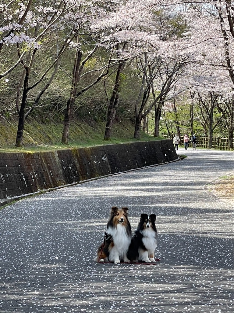 f:id:sakaivet2019:20210402195603j:image