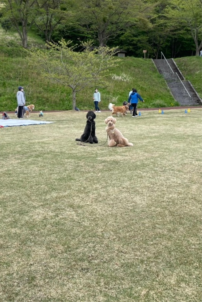 f:id:sakaivet2019:20210423205046j:image f:id:sakaivet2019:20210423205046j:image