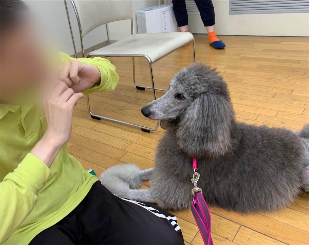 f:id:sakaivet2019:20210527191222j:image