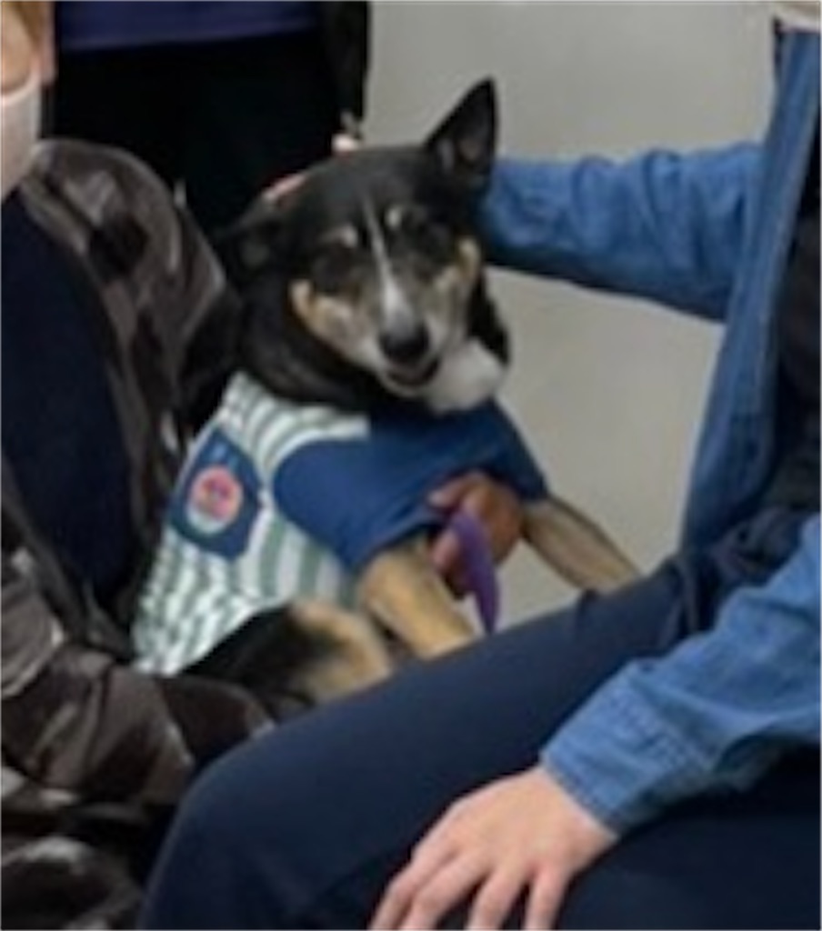 f:id:sakaivet2019:20210527211150j:image