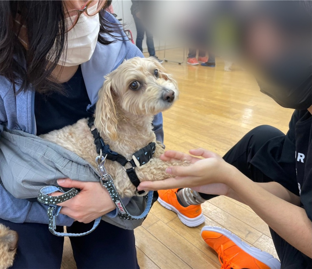 f:id:sakaivet2019:20210527211204j:image