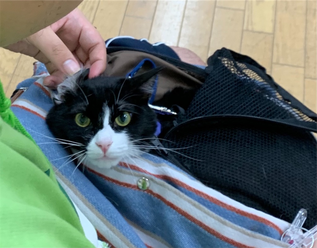 f:id:sakaivet2019:20210527212534j:image