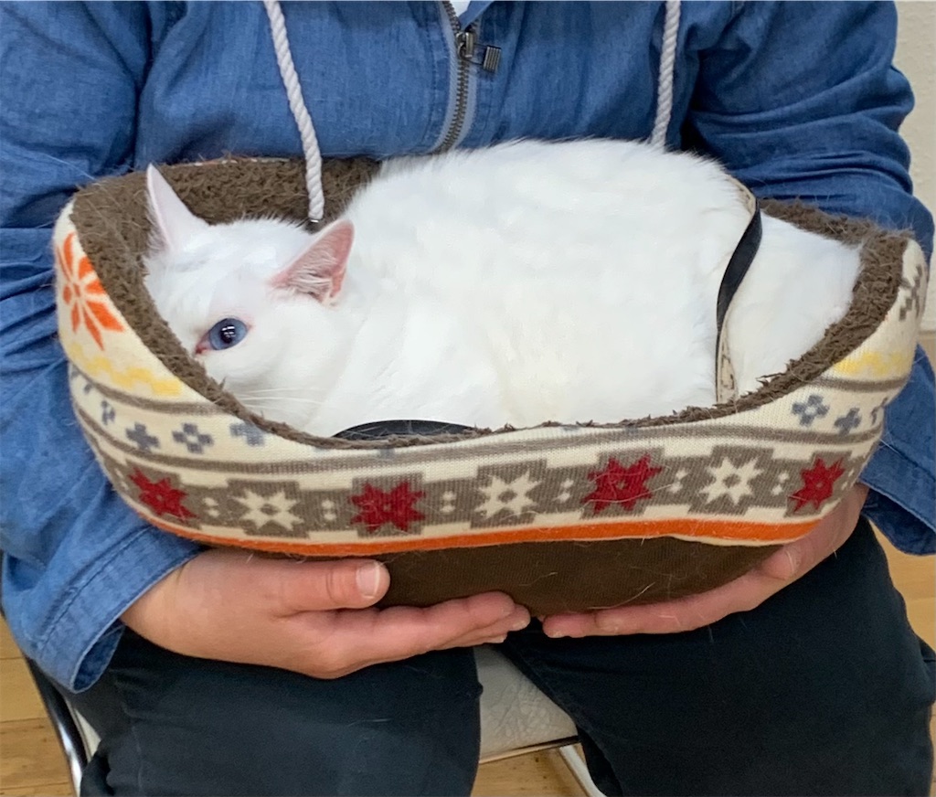 f:id:sakaivet2019:20210527212537j:image
