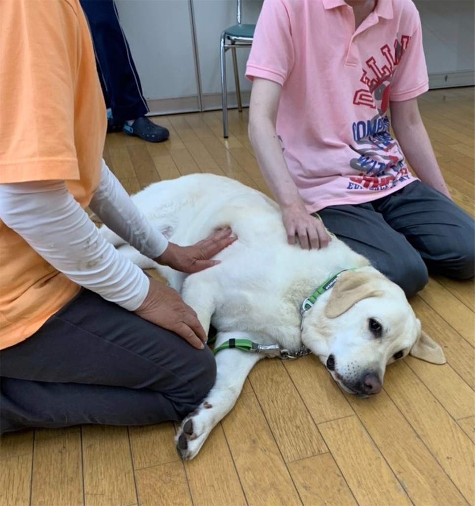 f:id:sakaivet2019:20210731163417j:image