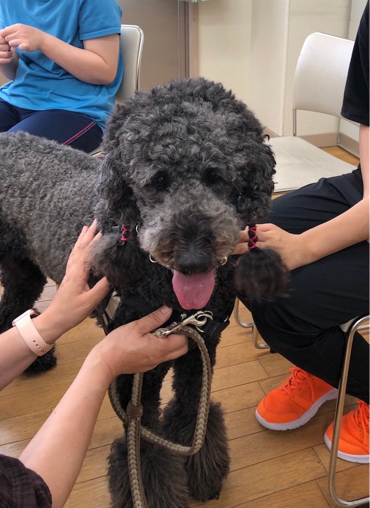 f:id:sakaivet2019:20210731163426j:image