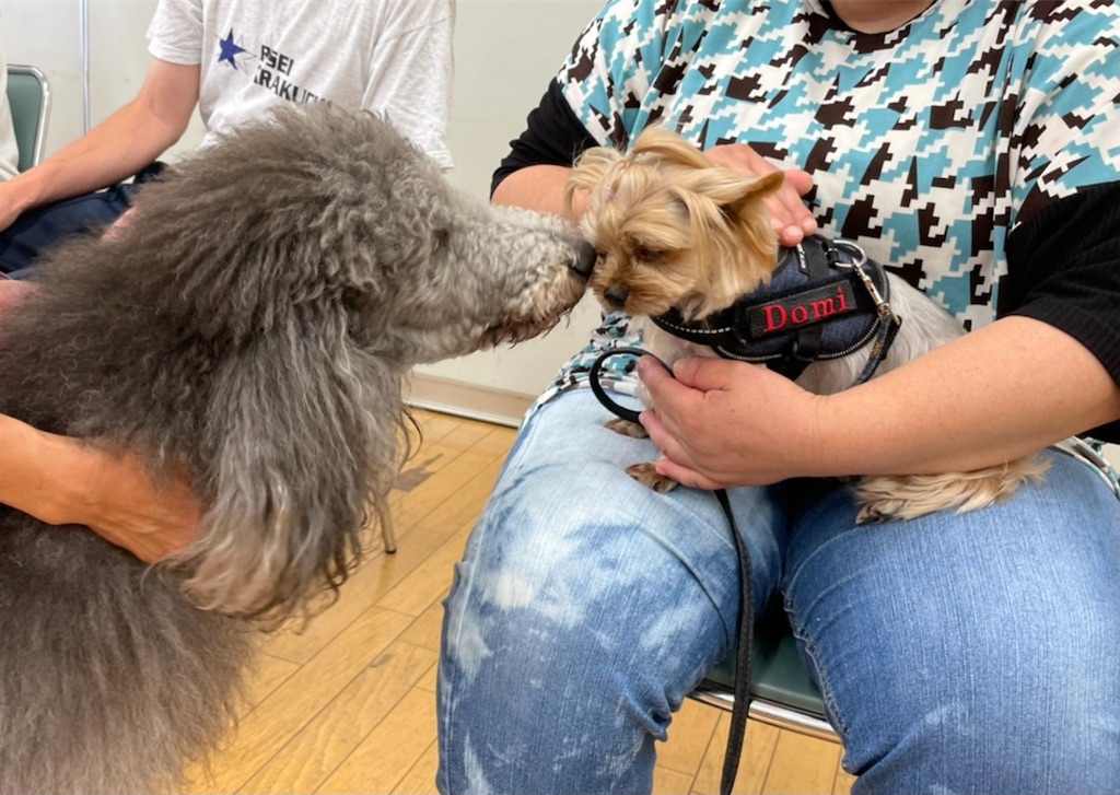 f:id:sakaivet2019:20210731180758j:image f:id:sakaivet2019:20210731180758j:image