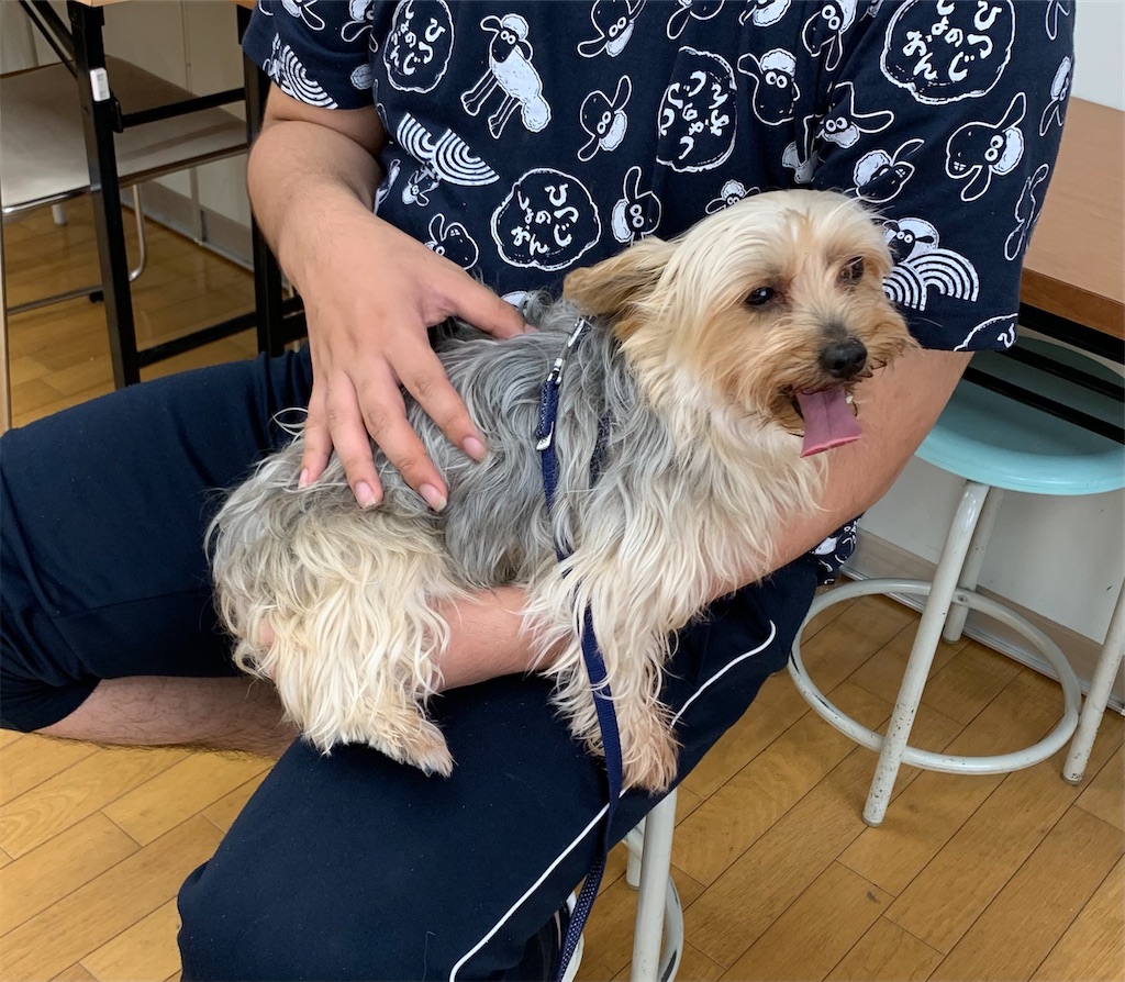 f:id:sakaivet2019:20210731180804j:image f:id:sakaivet2019:20210731180804j:image