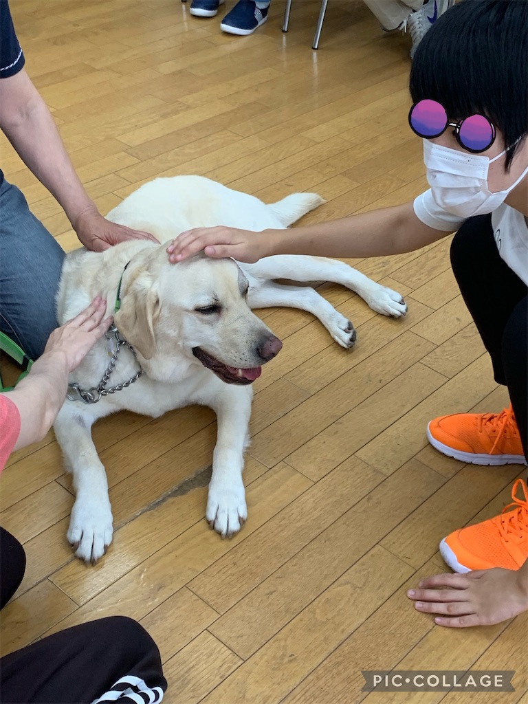 f:id:sakaivet2019:20210731180853j:image f:id:sakaivet2019:20210731180853j:image