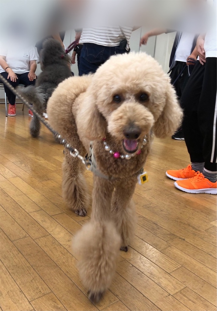 f:id:sakaivet2019:20210731180944j:image f:id:sakaivet2019:20210731180944j:image