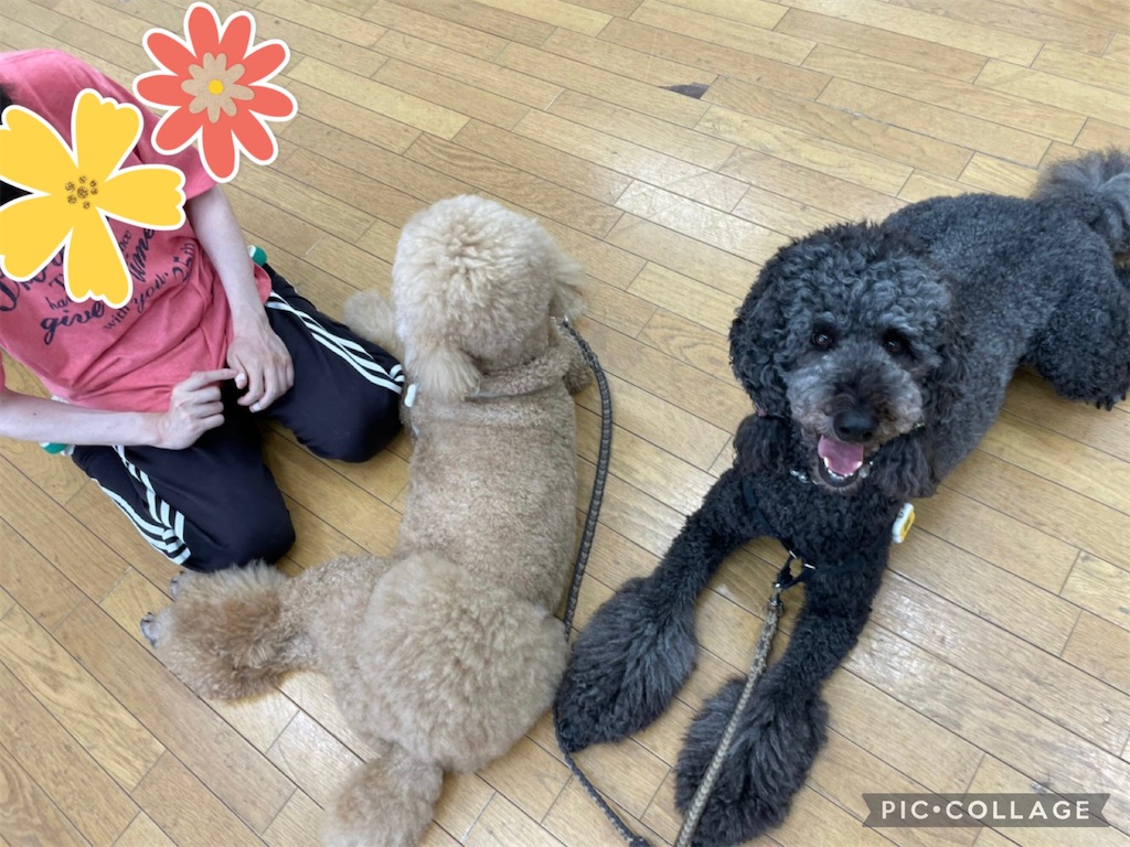 f:id:sakaivet2019:20210731181628j:image f:id:sakaivet2019:20210731181628j:image
