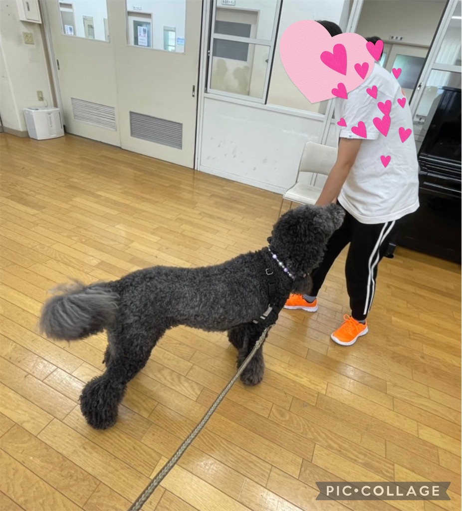 f:id:sakaivet2019:20210731181631j:image f:id:sakaivet2019:20210731181631j:image