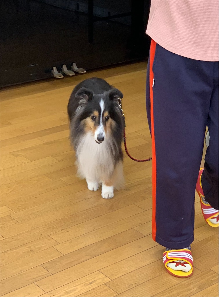 f:id:sakaivet2019:20211029120832j:image