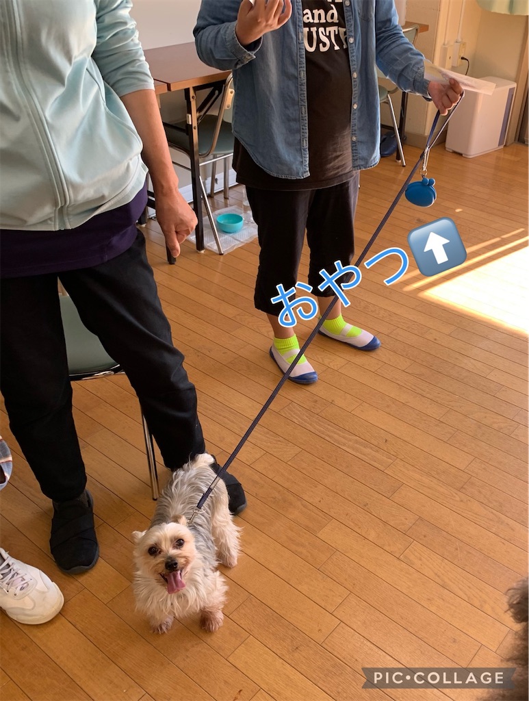 f:id:sakaivet2019:20211029120957j:image