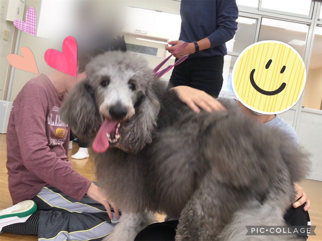 f:id:sakaivet2019:20211029121026j:image