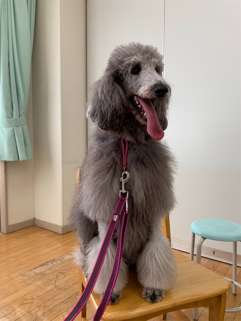 f:id:sakaivet2019:20211029121029j:image
