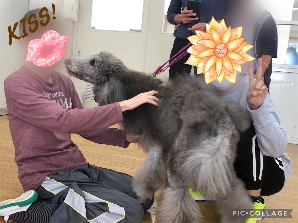 f:id:sakaivet2019:20211029121031j:image