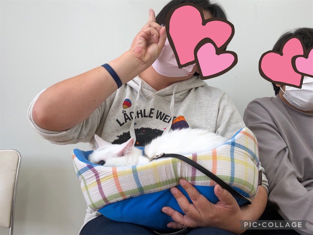 f:id:sakaivet2019:20211029121058j:image