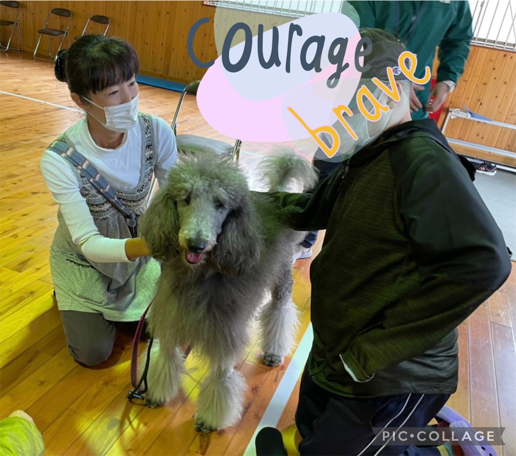 f:id:sakaivet2019:20211128174645j:image f:id:sakaivet2019:20211128174645j:image
