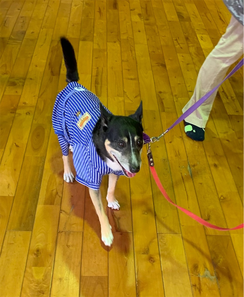 f:id:sakaivet2019:20211128174648j:image f:id:sakaivet2019:20211128174648j:image
