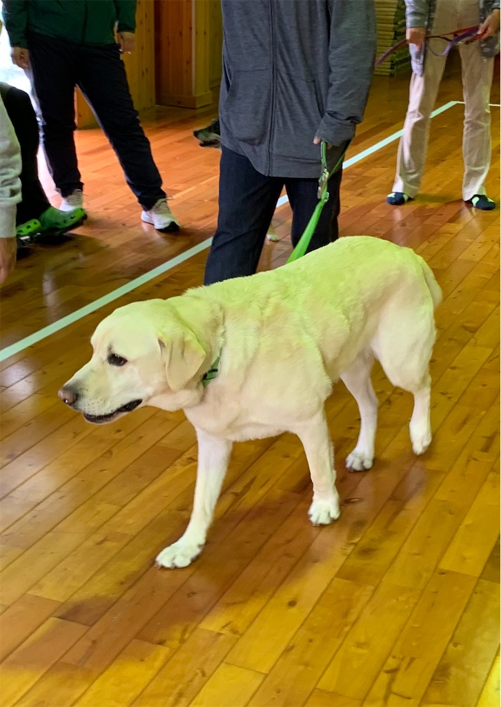 f:id:sakaivet2019:20211128174650j:image f:id:sakaivet2019:20211128174650j:image