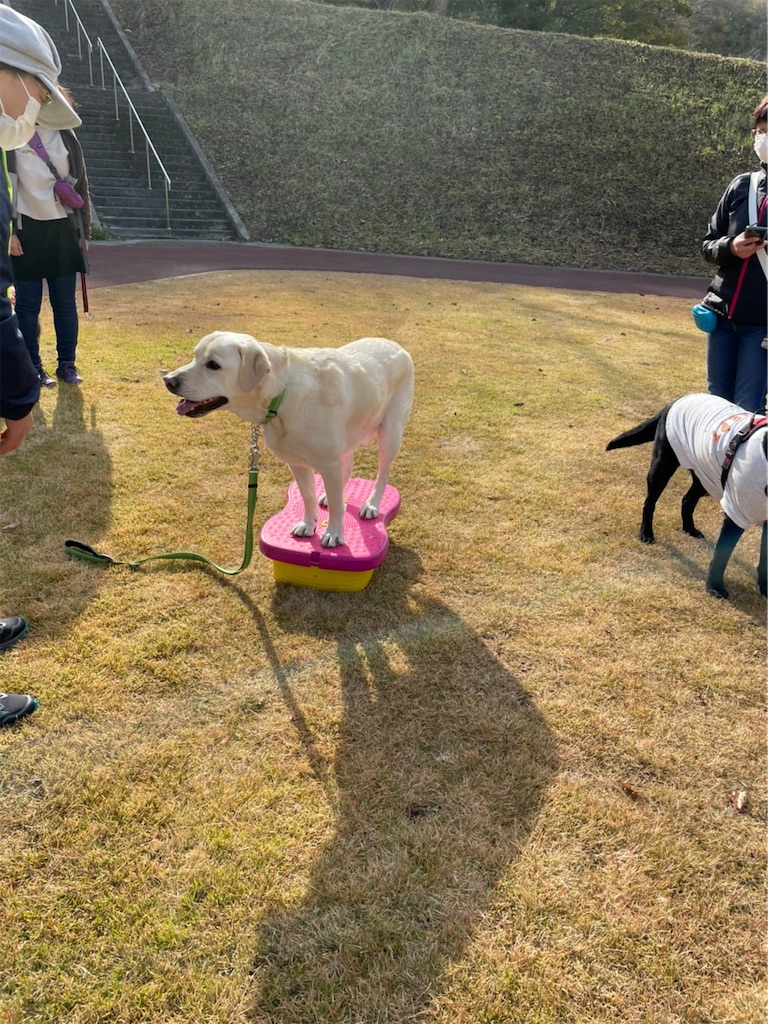 f:id:sakaivet2019:20211128181638j:image f:id:sakaivet2019:20211128181638j:image