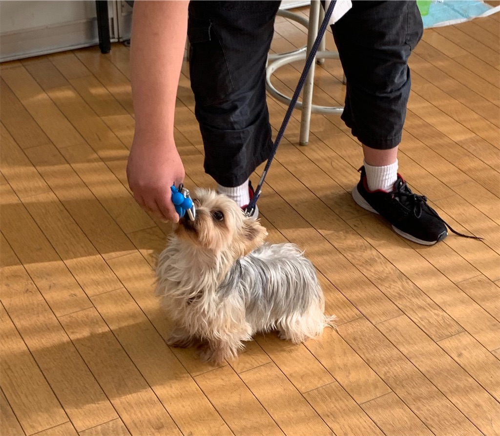 f:id:sakaivet2019:20211128194734j:image f:id:sakaivet2019:20211128194734j:image