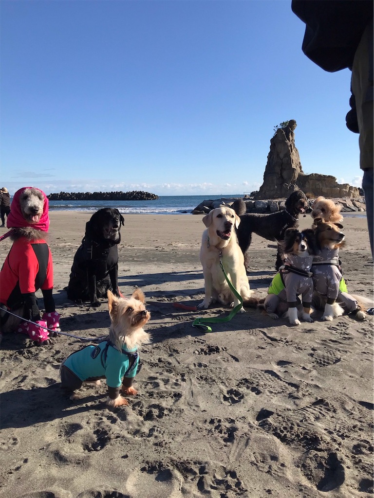 f:id:sakaivet2019:20211128204541j:image f:id:sakaivet2019:20211128204541j:image