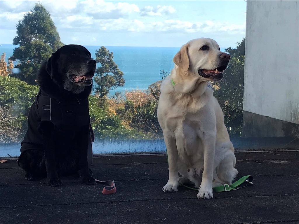 f:id:sakaivet2019:20211128205006j:image f:id:sakaivet2019:20211128205006j:image