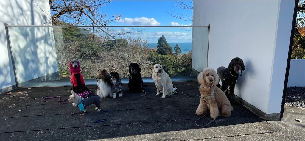 f:id:sakaivet2019:20211128205011j:image f:id:sakaivet2019:20211128205011j:image