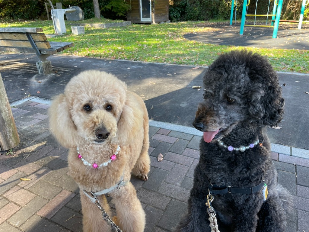 f:id:sakaivet2019:20211128205117j:image f:id:sakaivet2019:20211128205117j:image