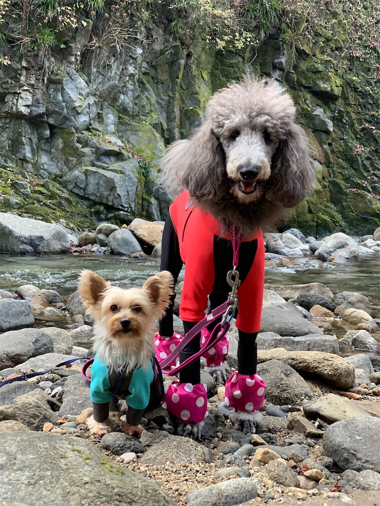 f:id:sakaivet2019:20211204212646j:image f:id:sakaivet2019:20211204212646j:image