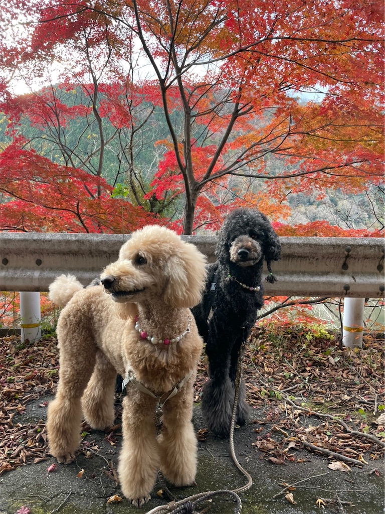 f:id:sakaivet2019:20211204212906j:image f:id:sakaivet2019:20211204212906j:image