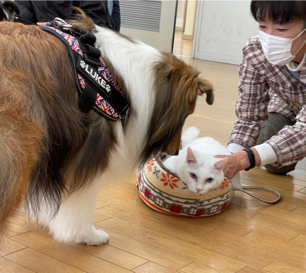 f:id:sakaivet2019:20211221105703j:image f:id:sakaivet2019:20211221105703j:image