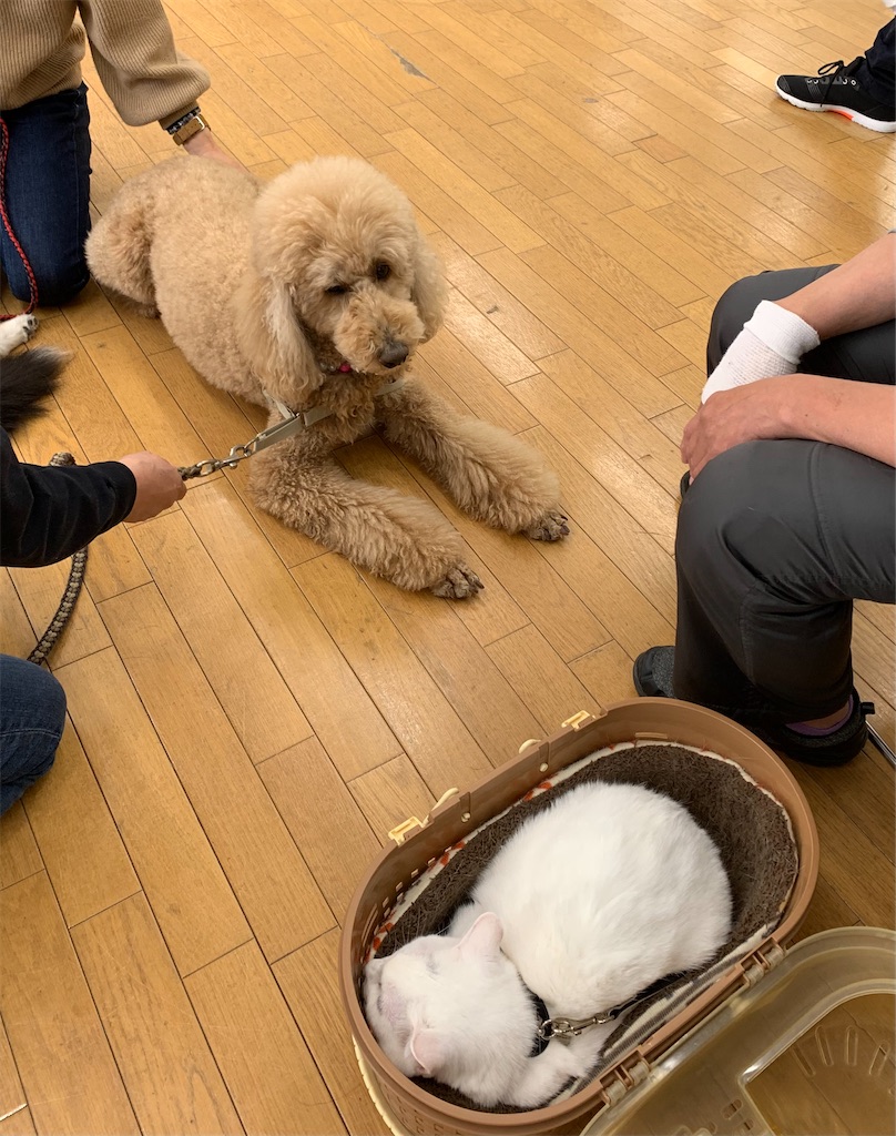 f:id:sakaivet2019:20211221105712j:image f:id:sakaivet2019:20211221105712j:image
