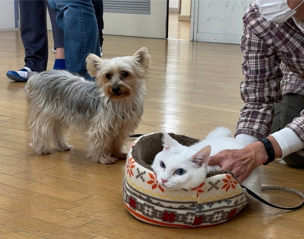 f:id:sakaivet2019:20211221105715j:image f:id:sakaivet2019:20211221105715j:image