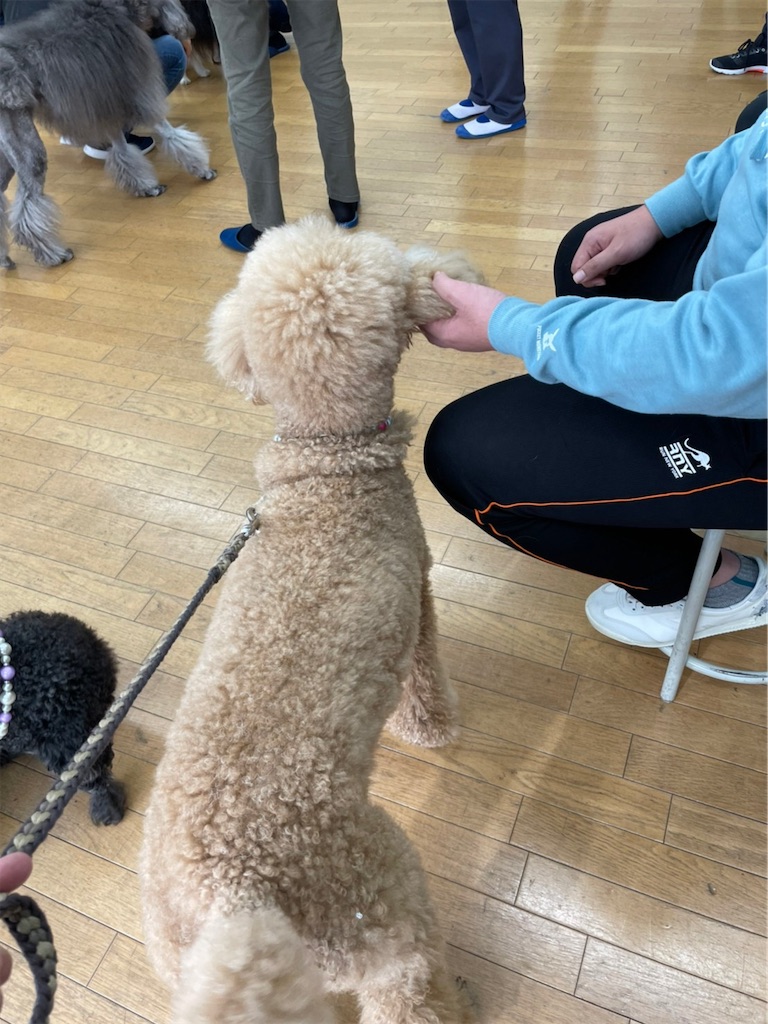 f:id:sakaivet2019:20211221110406j:image f:id:sakaivet2019:20211221110406j:image