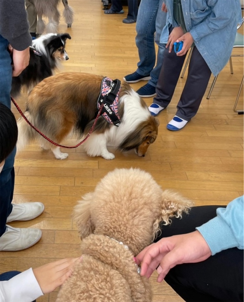 f:id:sakaivet2019:20211221114505j:image f:id:sakaivet2019:20211221114505j:image