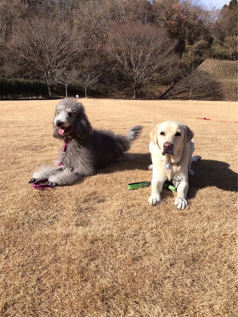 f:id:sakaivet2019:20211221122215j:image f:id:sakaivet2019:20211221122215j:image