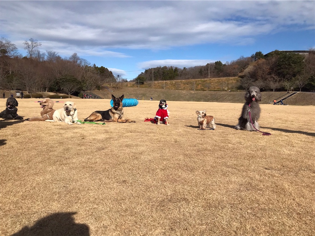 f:id:sakaivet2019:20211221122249j:image f:id:sakaivet2019:20211221122249j:image