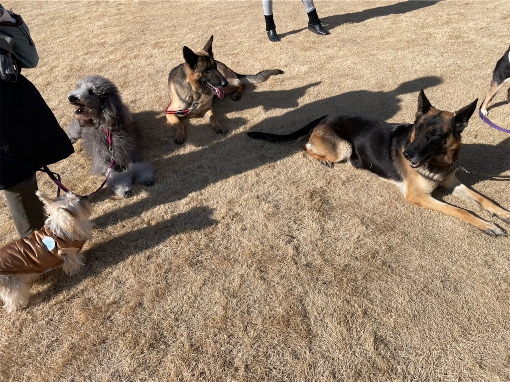 f:id:sakaivet2019:20220121133421j:image f:id:sakaivet2019:20220121133421j:image