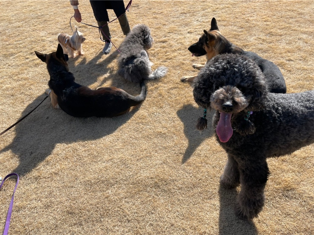 f:id:sakaivet2019:20220121133424j:image f:id:sakaivet2019:20220121133424j:image