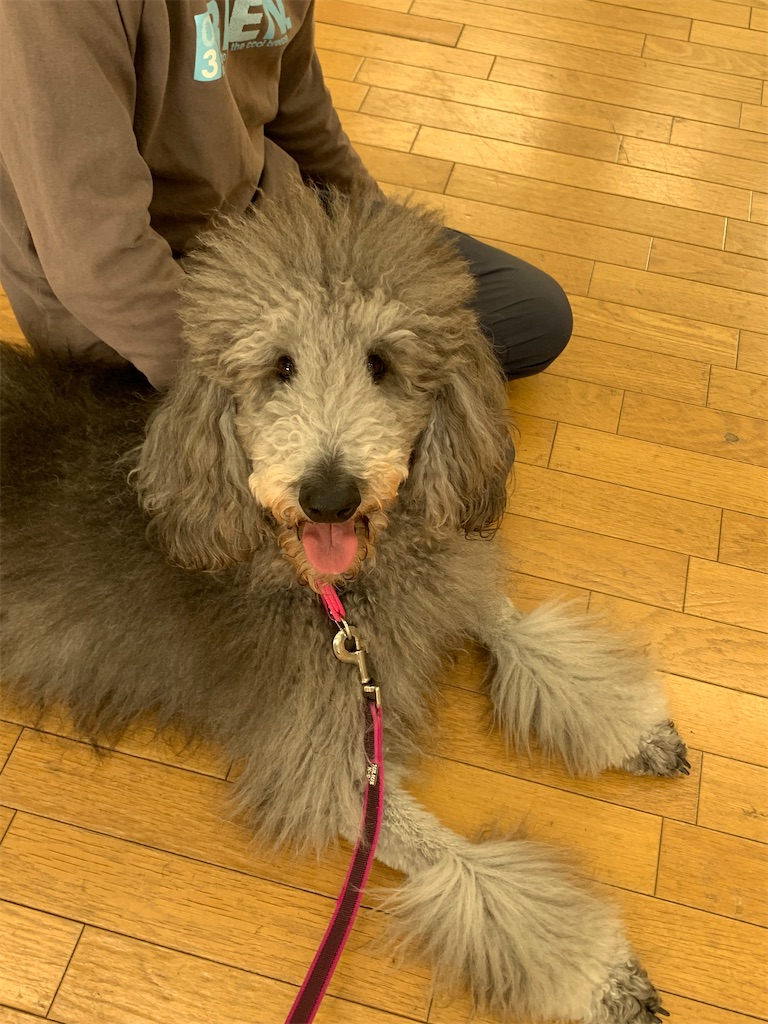 f:id:sakaivet2019:20220121142629j:image