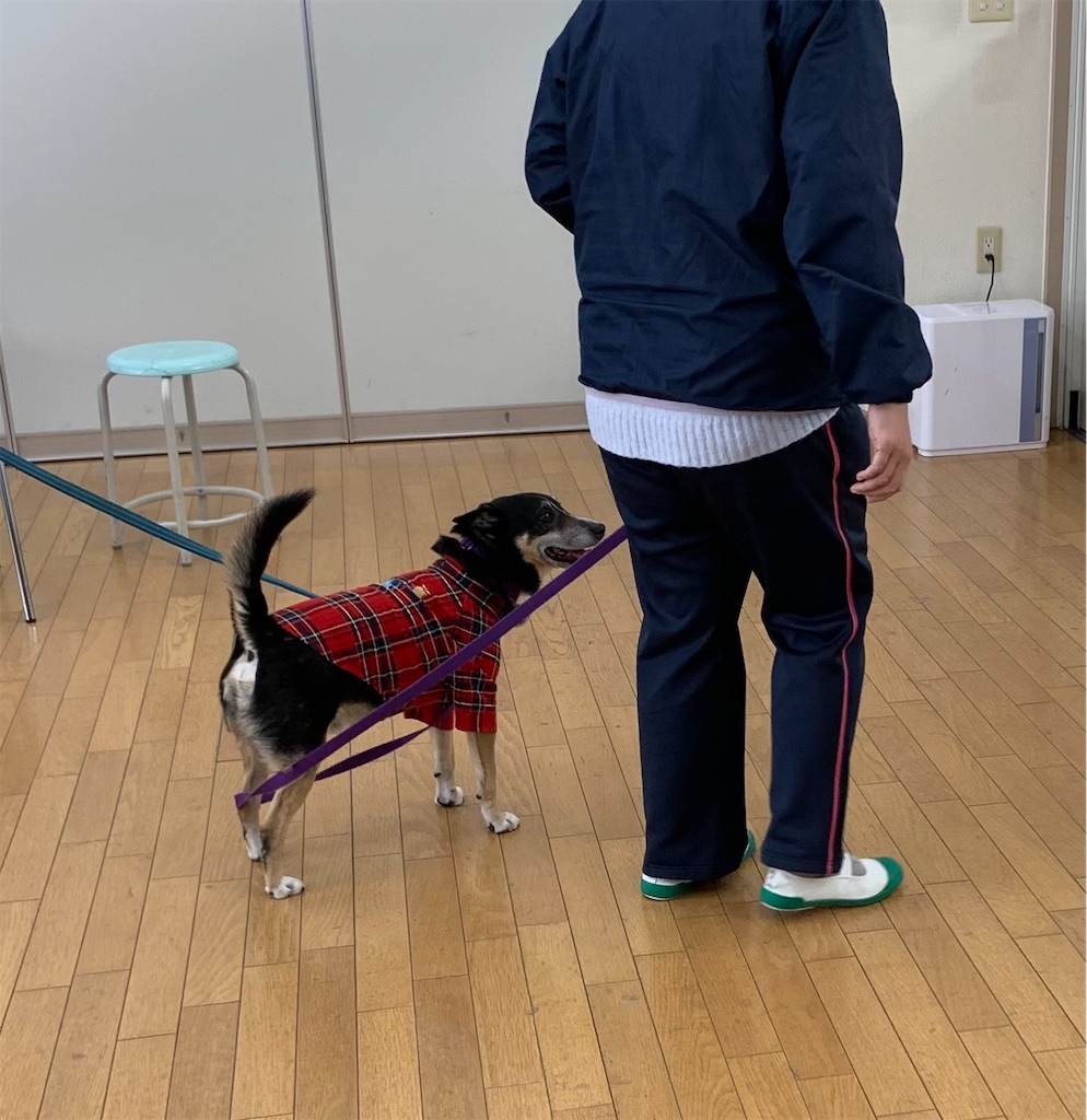 f:id:sakaivet2019:20220121142818j:image