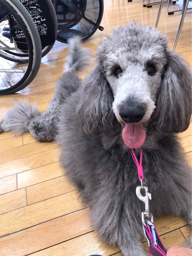 f:id:sakaivet2019:20220319131805j:image f:id:sakaivet2019:20220319131805j:image