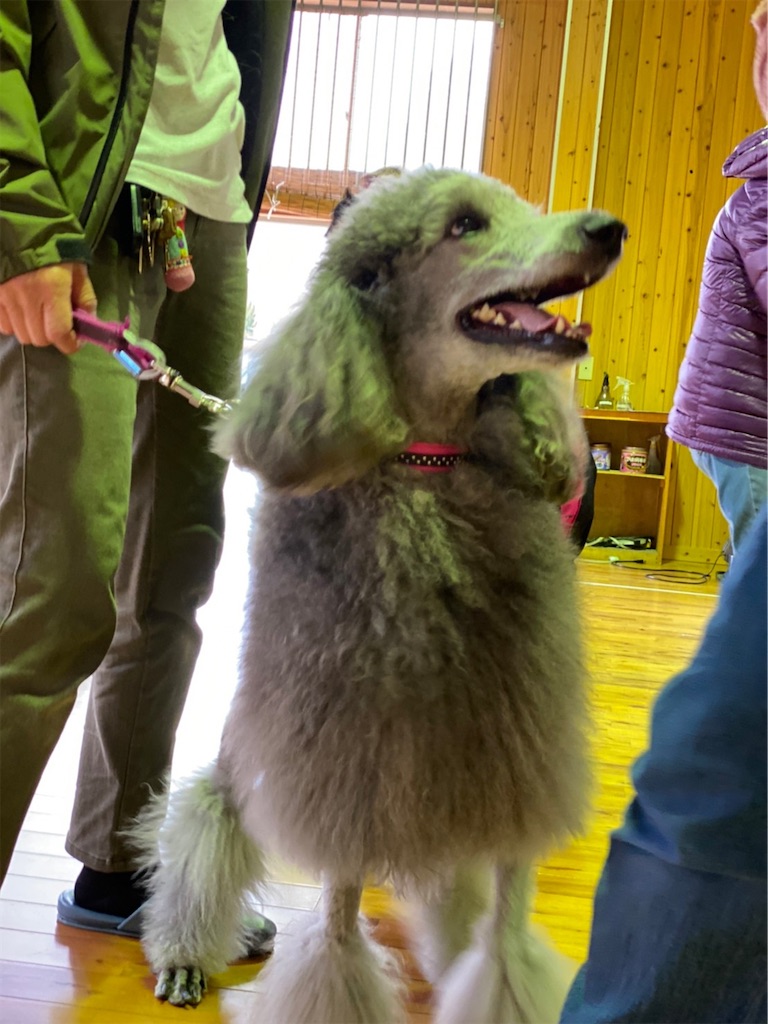 f:id:sakaivet2019:20220519160222j:image f:id:sakaivet2019:20220519160222j:image