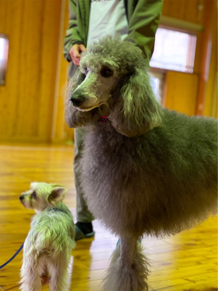 f:id:sakaivet2019:20220519160232j:image f:id:sakaivet2019:20220519160232j:image
