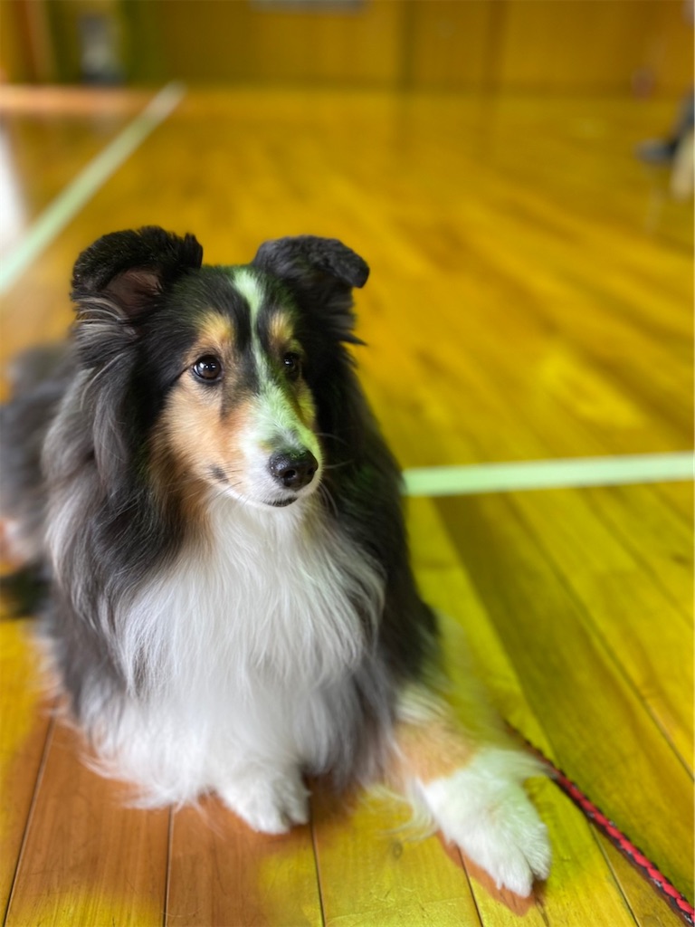 f:id:sakaivet2019:20220519160237j:image f:id:sakaivet2019:20220519160237j:image